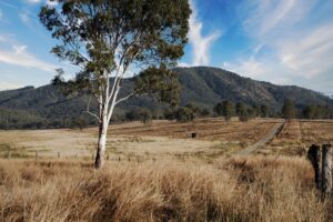 Rural Mobile Specialist Consultations: Bridging the Gap